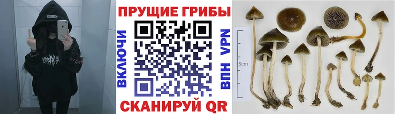 купить наркоту  Новокубанск  blacksprut ссылки  Галлюциногенные грибы ЛСД 